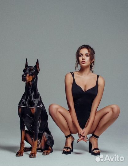 Доберманы для фотосессий