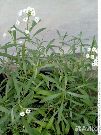 Алиссум Snow Princess /Медовый аромат сада