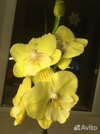 Орхидея фаленопсис