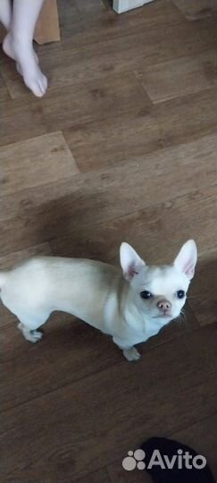 Щенки чихуахуа