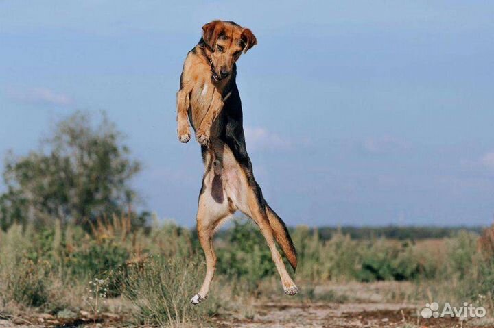 Молодой пёс кобель ищет семью