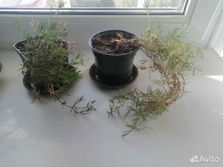 Флокс шиловидный