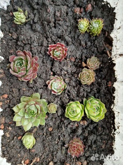 Каменная роза (молодило)