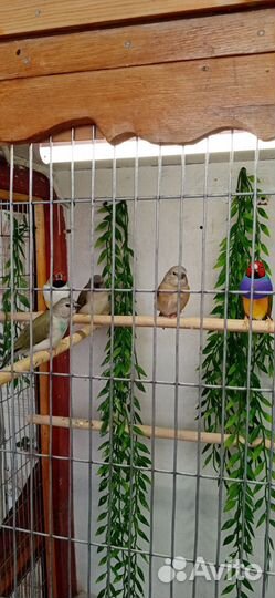 Гульдовы амодины молодые