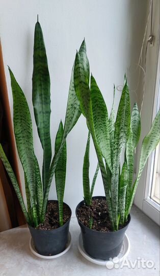 Сансивиерия