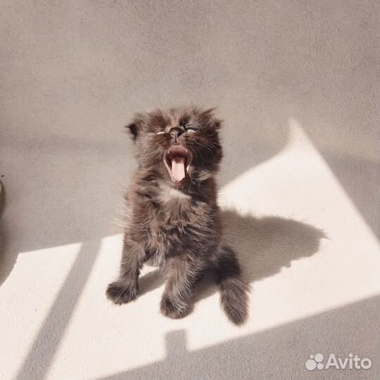 Вислоухая кошечка