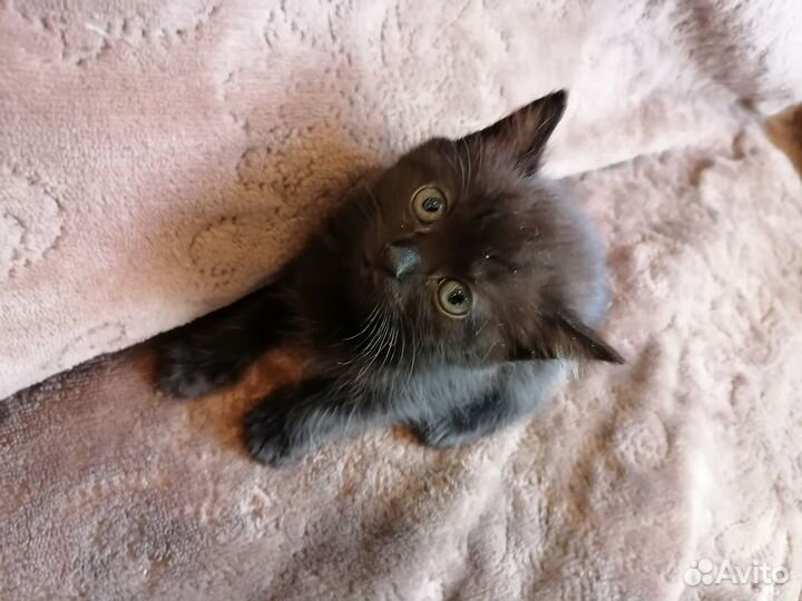 Отдам котят в хорошие руки