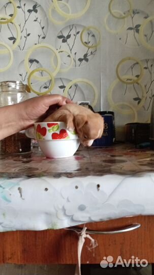 Продам щенков той терьер. (две девочки)