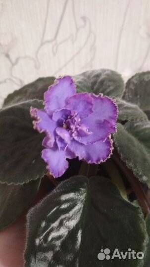 Фиалка Голубой дракон