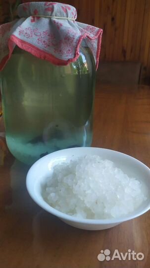 Индийский морской рис. Зооглея