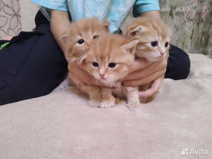 Кошки породистые