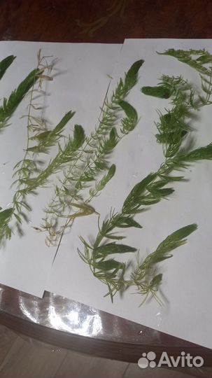 Трава в аквариум разная