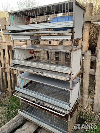 Клетки для перепелов бу