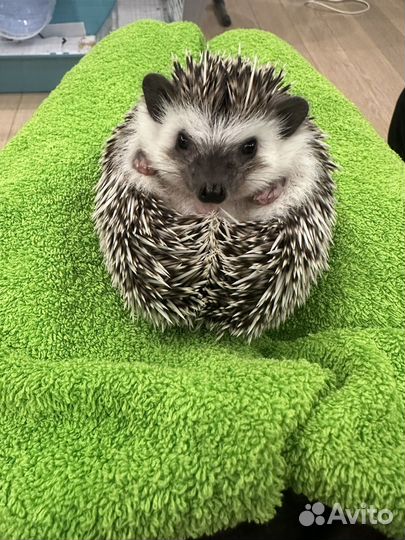Карликовый африканский ежик