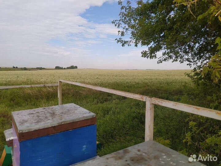 Мед гречишный 2023