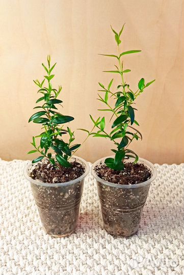 Мирт, Пеперомия Прострата