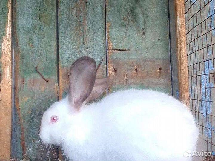 Калифорнийские кролики