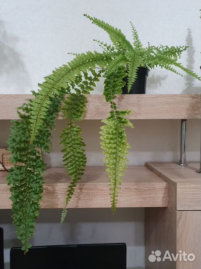 Папоротник кудрявый