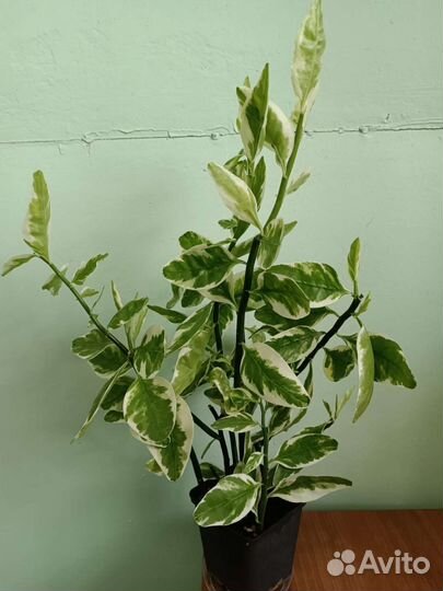 Педилантус