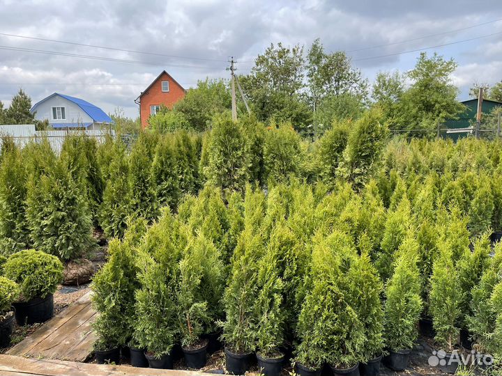 Туя смарагд