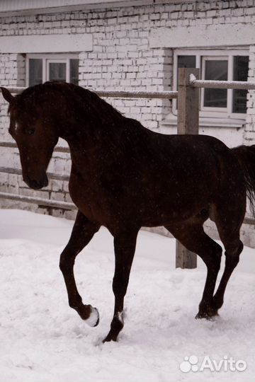 Продажа лошадей