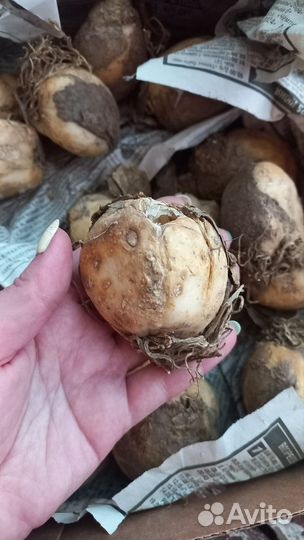 Мускари Рябчики луковицы