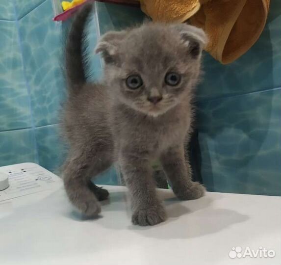 Британская