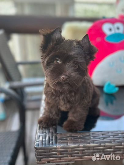 Шоколадный Йорк девочка