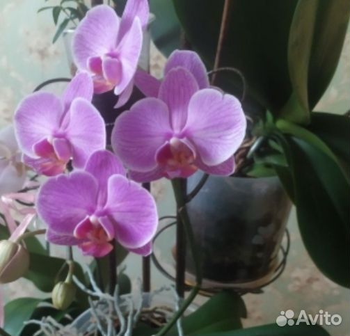 Орхидея фаленопсис