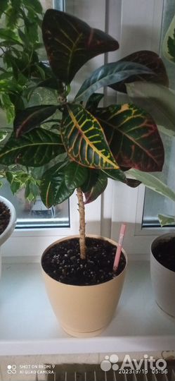 Кротон, Драцена, Денежное дерево