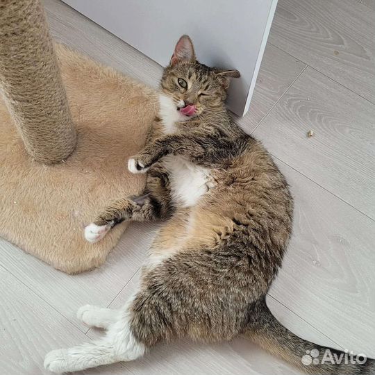 Кошка в дар