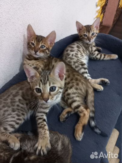 Бенгальские котята