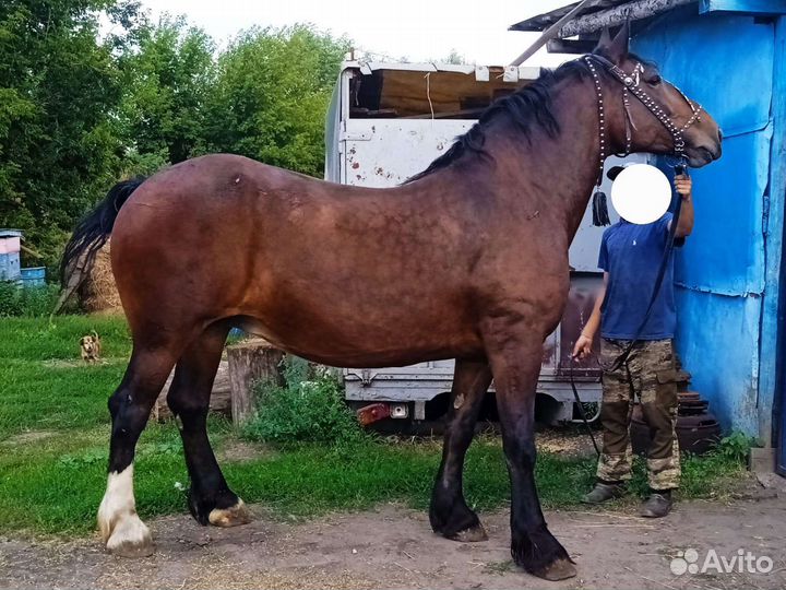 Владимирские кобылы
