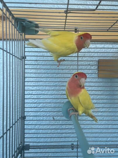 Попугаи неразлучники