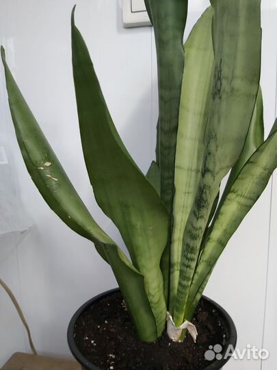 Сансевиерия муншайн