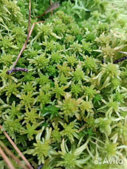 Мох сфагнум живой влажный сухой продам