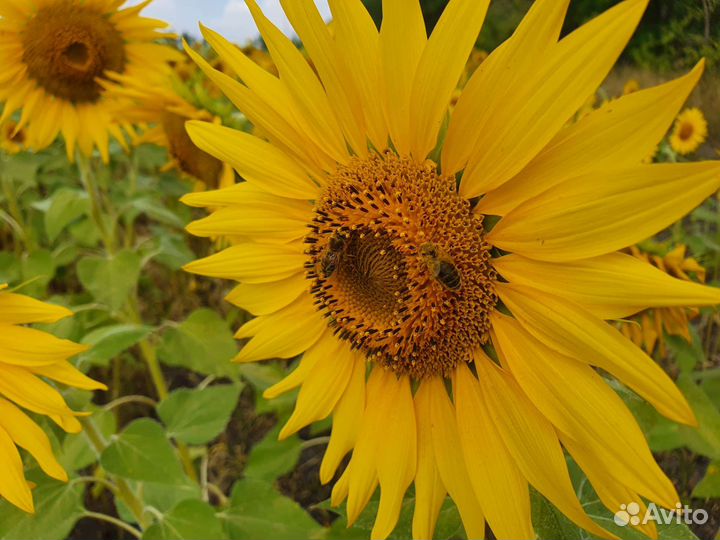 Мёд с личной пасеки. Подсолнечный 2023г