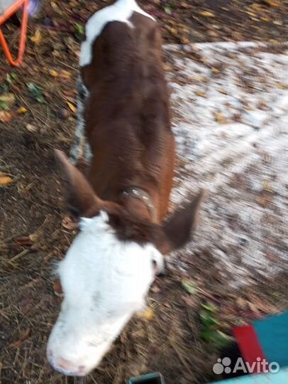 Продам телочку