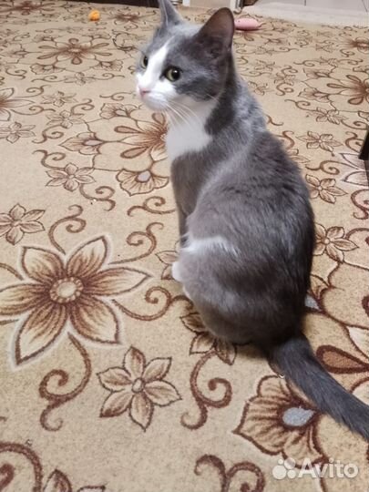 Кошка в дар бесплатно