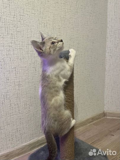 Котенок (мальчик)