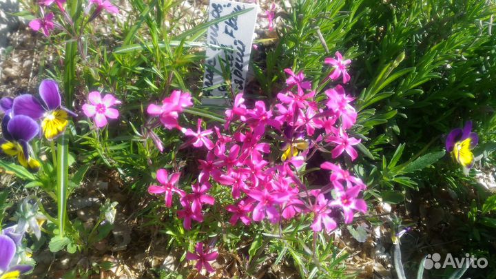 Флокс шиловидный. Скарлет. Многолетник