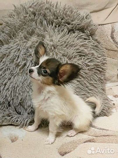 Папийон девочка с РКФ