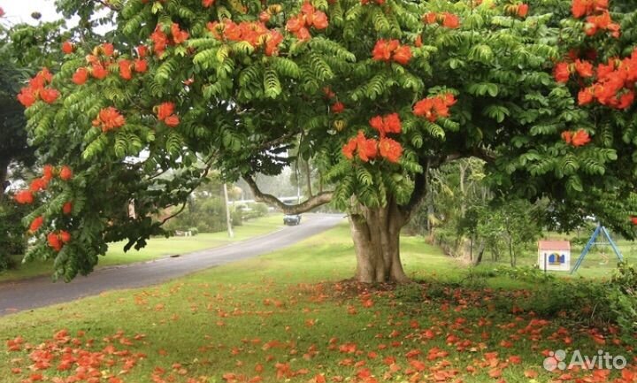 Тюльпановое дерево