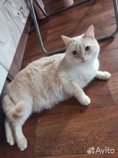 Отдам кошку Бобтейл и кота