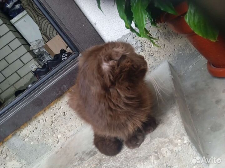 Вислоухие котяята