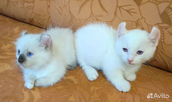 Котята :Кинкалоу, Бамбино, Эльф и Амер. Керл