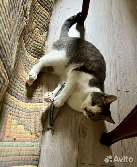 Томас в добрые руки