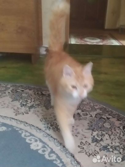 Кошки в добрые руки