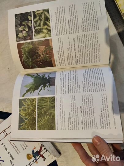 Комнатные растения Катарина Стенман