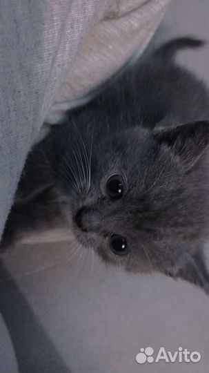 Кошка в дар